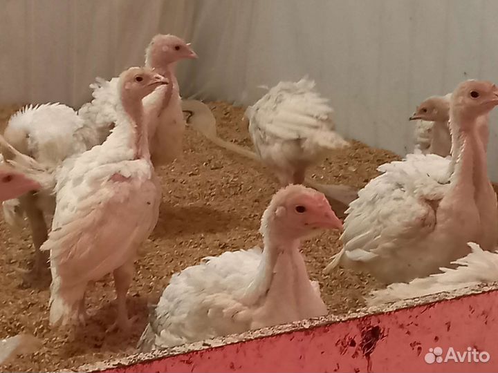 Индюшата хайбрид конвертер