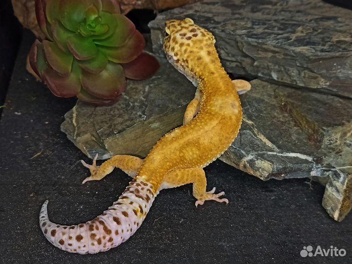 Пятнистый леопардовый эублефар