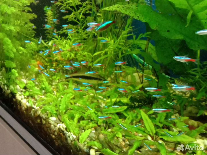 Аквариумная живность