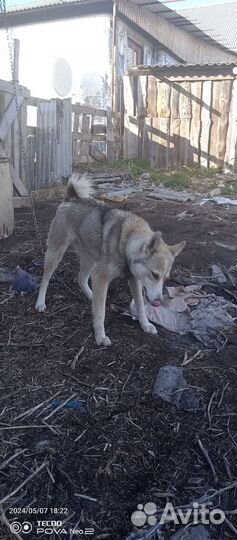 Западно сибирская лайка