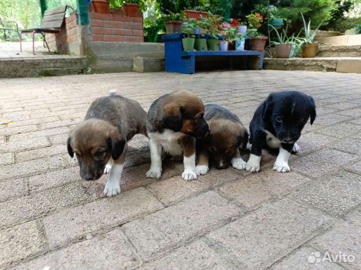 Щенки в добрые руки