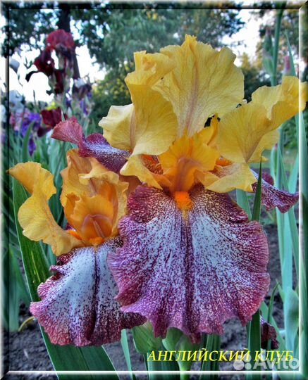 Ирисы сортовые