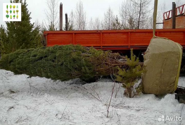 Саженцы ели с гарантией