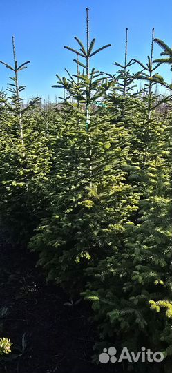 Пихта нордмана живая