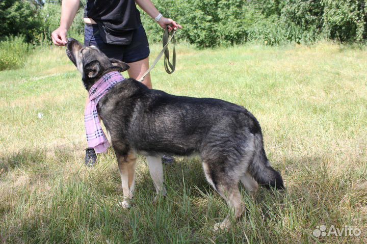 Собака в добрые руки, Ариэль