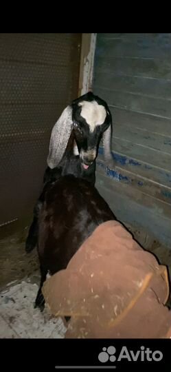 Англо нубийский козел вязка