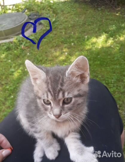 Котята бесплатно в дар