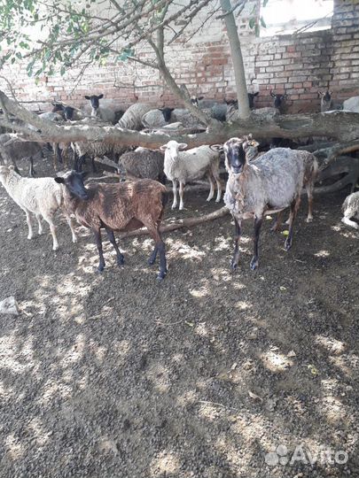 Овцы бараны