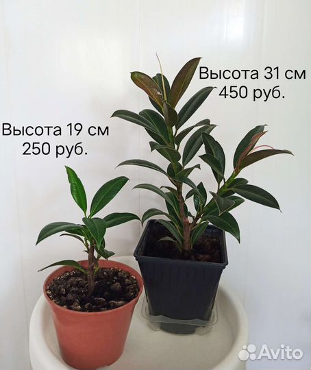 Фикус каучуконосный (среднелистный)