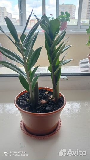 Продам долларовые цветы