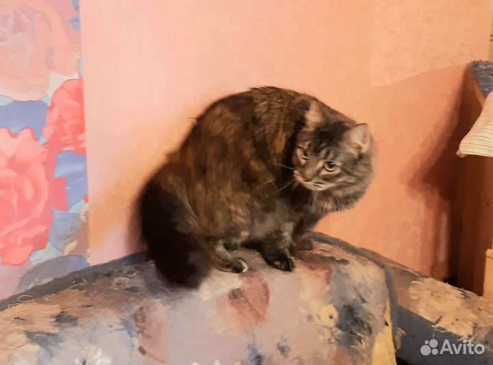 Камила, стерилизована