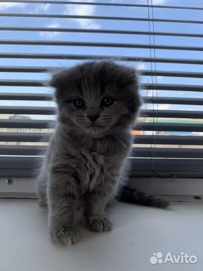 Шотландские котята