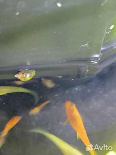 Аквариумные рыбки Меченосцы и моллинезия