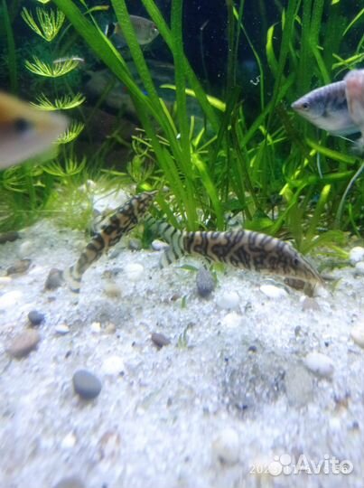 Аквариумная рыбка Боция