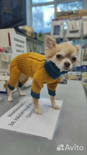 Костюм для мелких пород