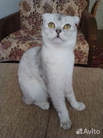 Шотландский кот. Вязка