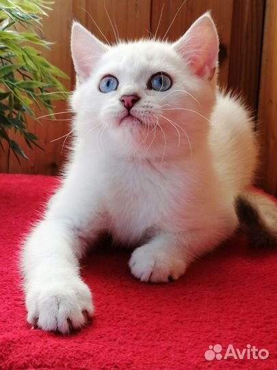 Британский котик серебристая шиншилла