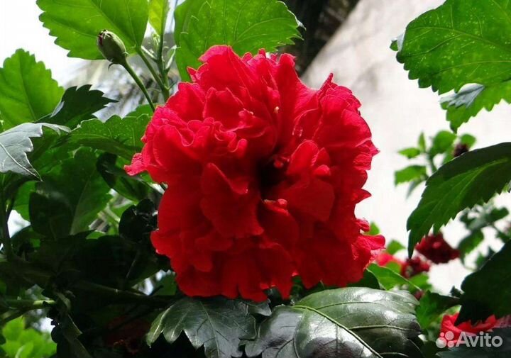 Гибискус китайская роза