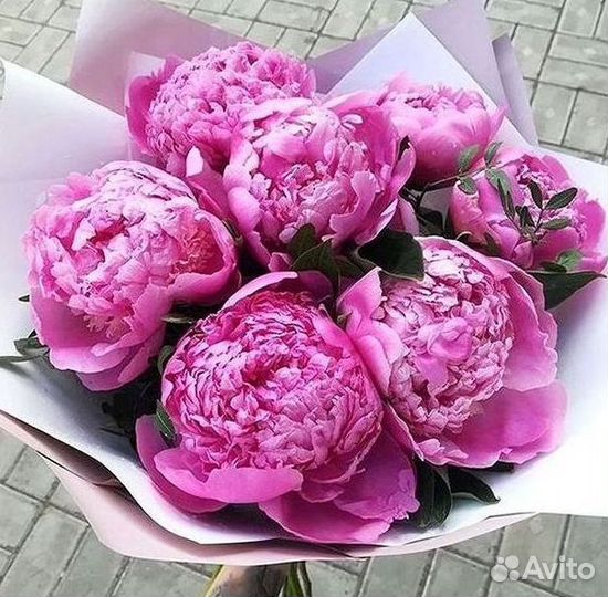 Пионы Букет пионов