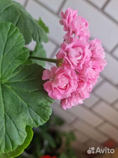 Пеларгония герань swan. Pink укор черенок