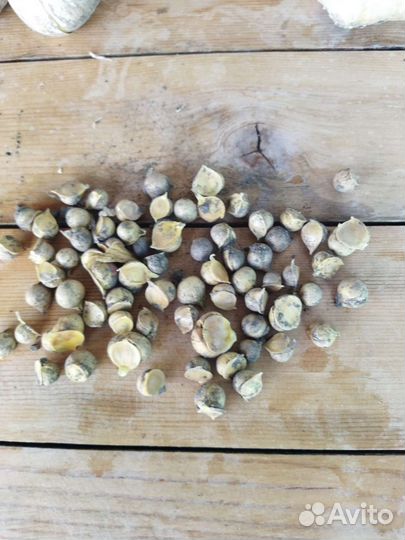 Чеснок рокамболь.детки,головки,зубки