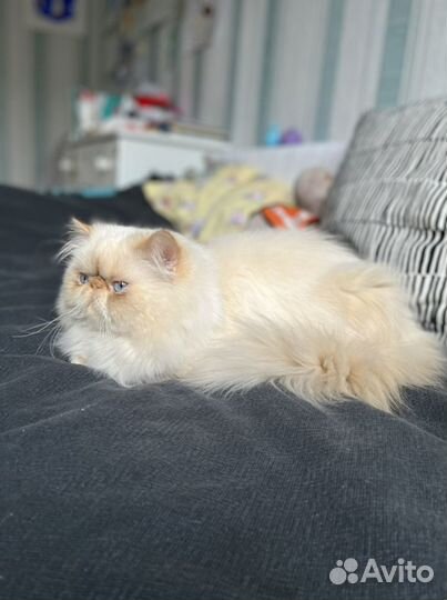 Голубоглазый перс на вязку