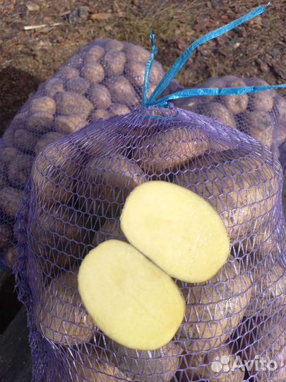 Продам картофель