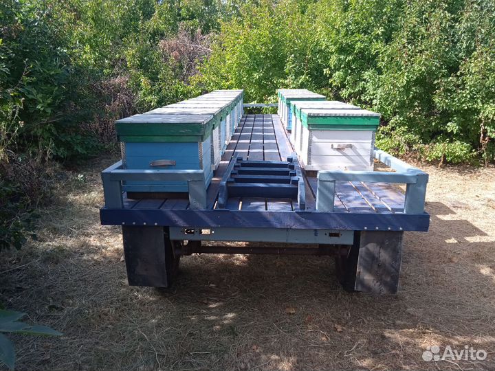 Пчелы и улья