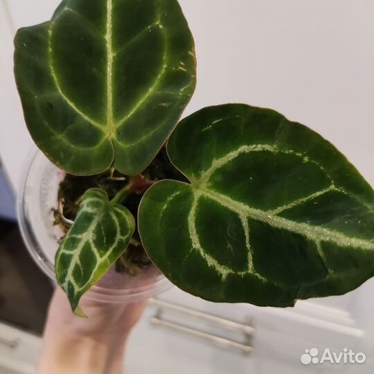 Антуриум кларинервиум