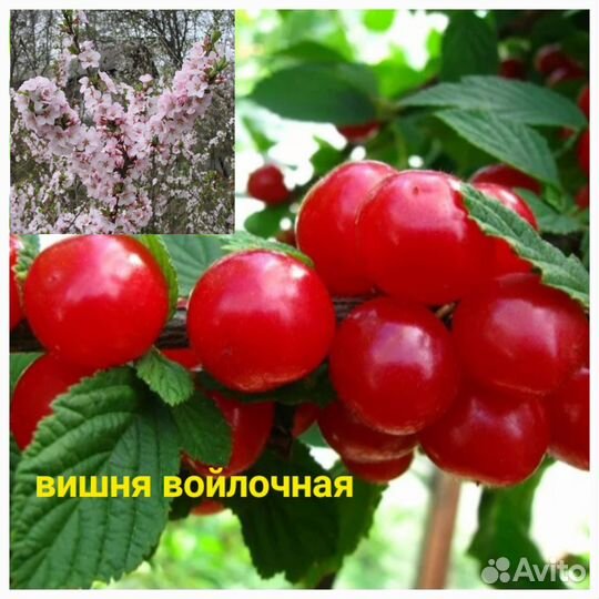 Саженцы плодовых