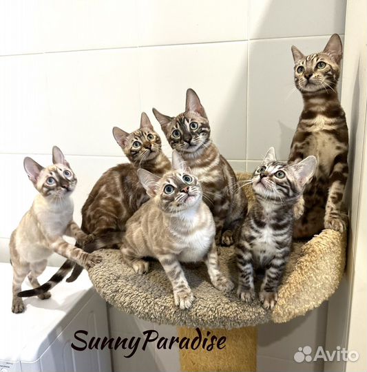 Элитные Бенгальские Котята