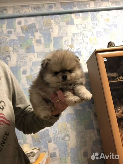 Шпицули для вас