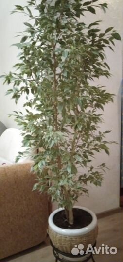 Фикус бенджамина