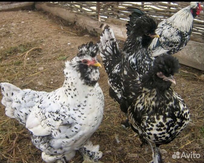 Куры петухи