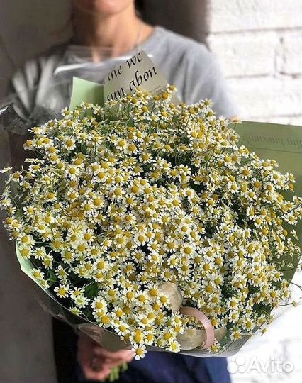 Цветы ромашки