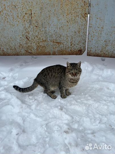 Котик бесплатно