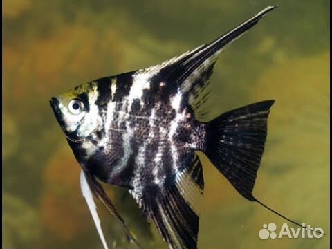 Скалярия Мраморная 3,5 - 4,5 см