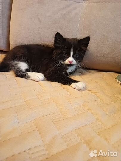 Котик ждёт любящее сердечко