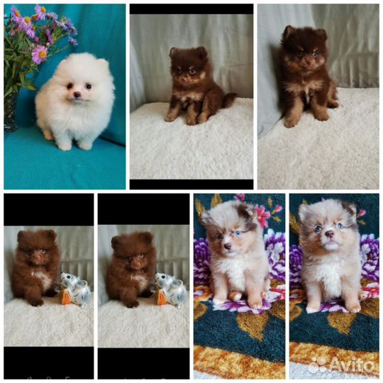 Щенки шпицики