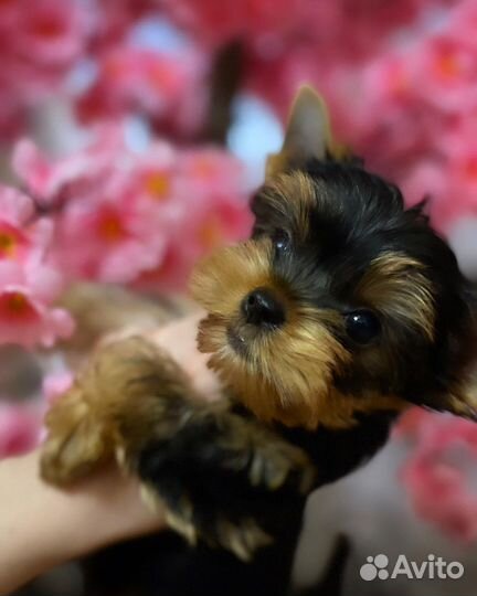 Девочка baby фейс мини