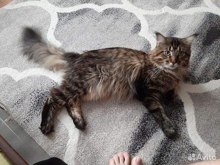 Кот мейн-кун вязка