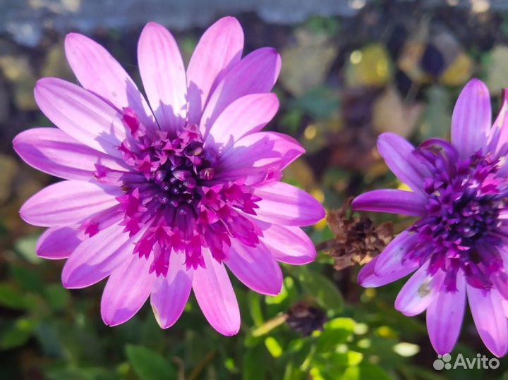 Остеоспермум