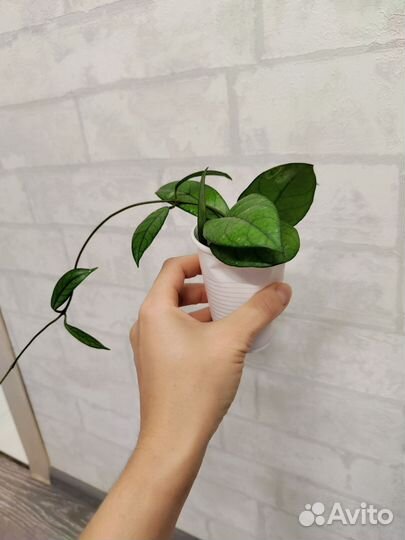 Продаю подрощенные хойи