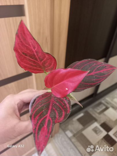 Аглаонема ред вейн