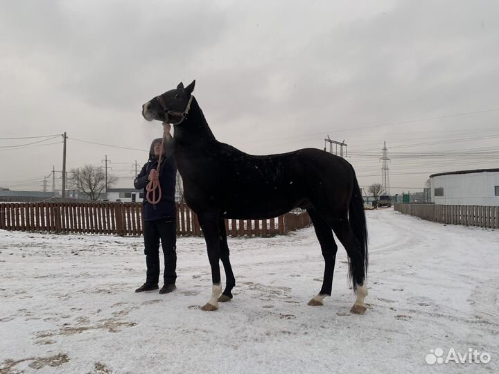 Ахалтекинские лошади с документами