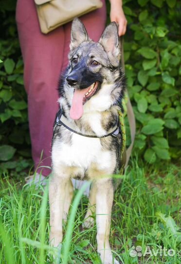 Щенок в добрые руки