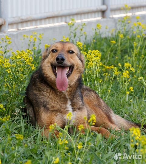 Отдаю даром собаку Джуди в добрые руки