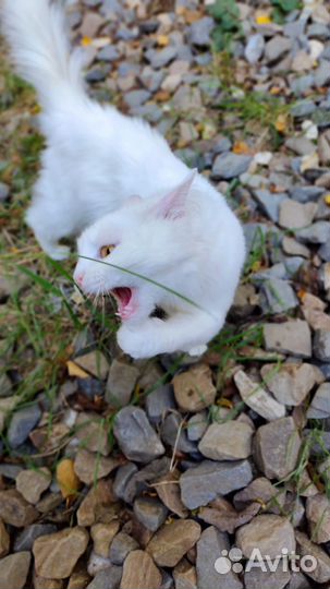 Кошка Анфиса