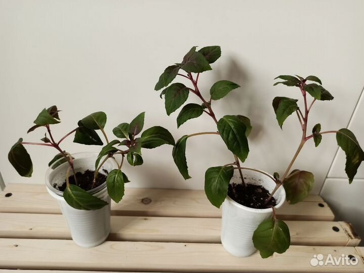 Фуксия, опунция, крассула