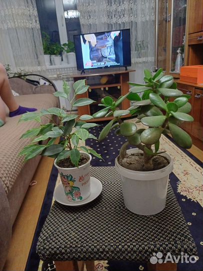 Спатифиллум